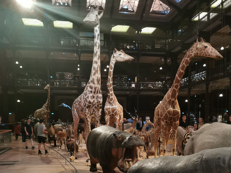 Museum d'histoire naturelle